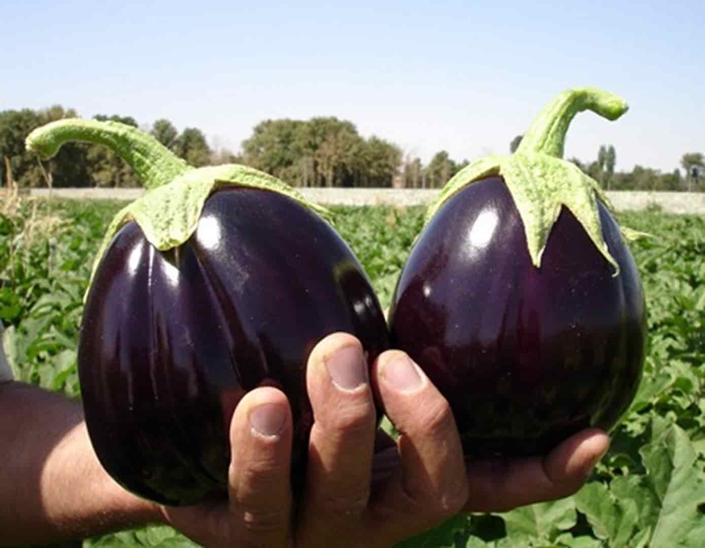 تصویر 3 از قیمت خرید بادمجان دلمه ای + فروش ویژه